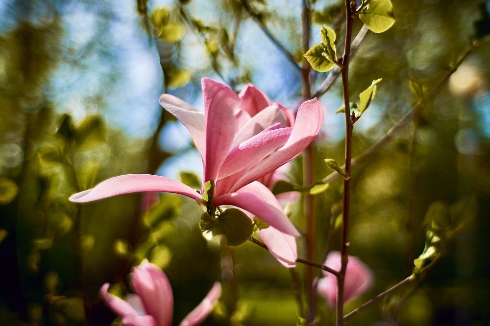 Фотография автора VIZO VIZO