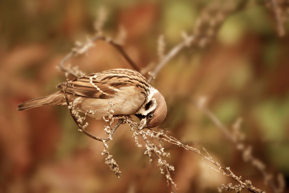 Photograph by Шруб (Беляева) Татьяна