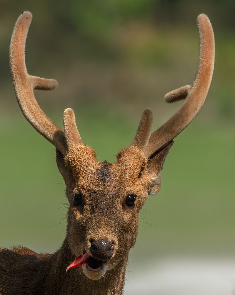 Photograph by Arnold Judson Samuel