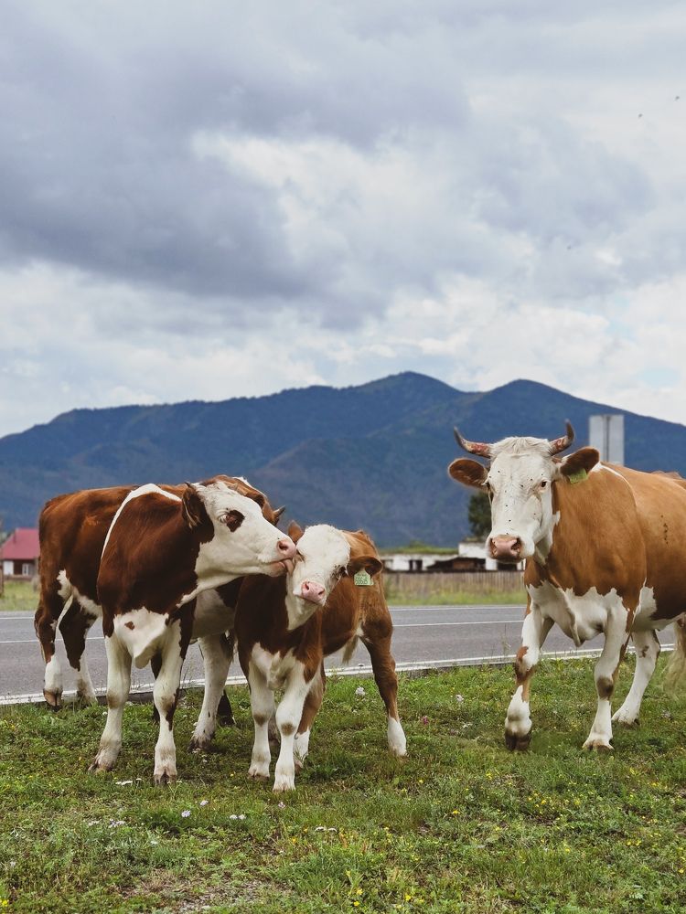 Photograph by Ольга Дёмина