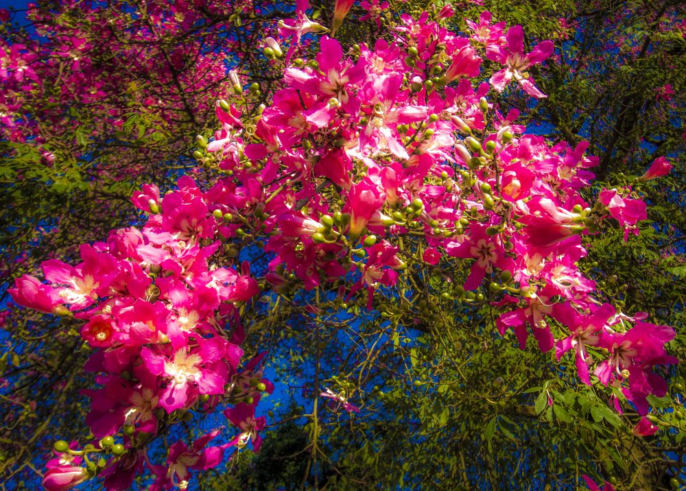 Photograph by Régis Santos