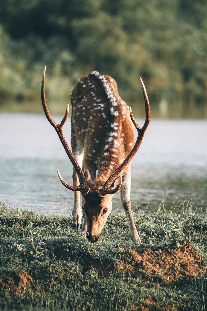 Photograph by Vinod Vidushka M.L.