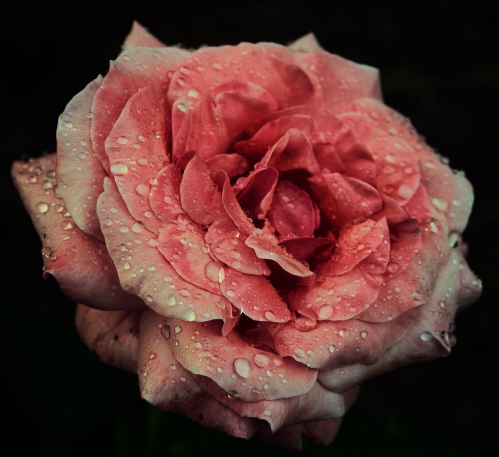 Photograph by Régis Santos