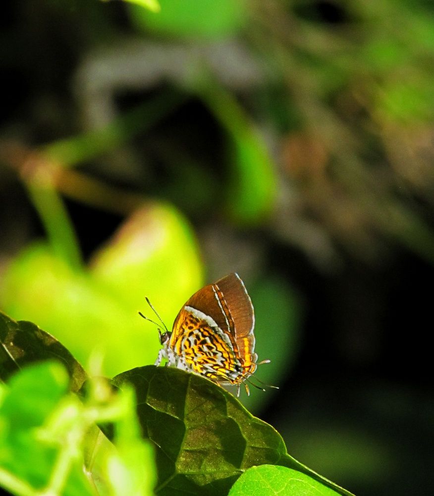Photo #11442854