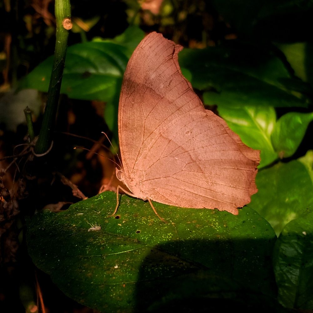 Фотография автора Biplab Bhuia