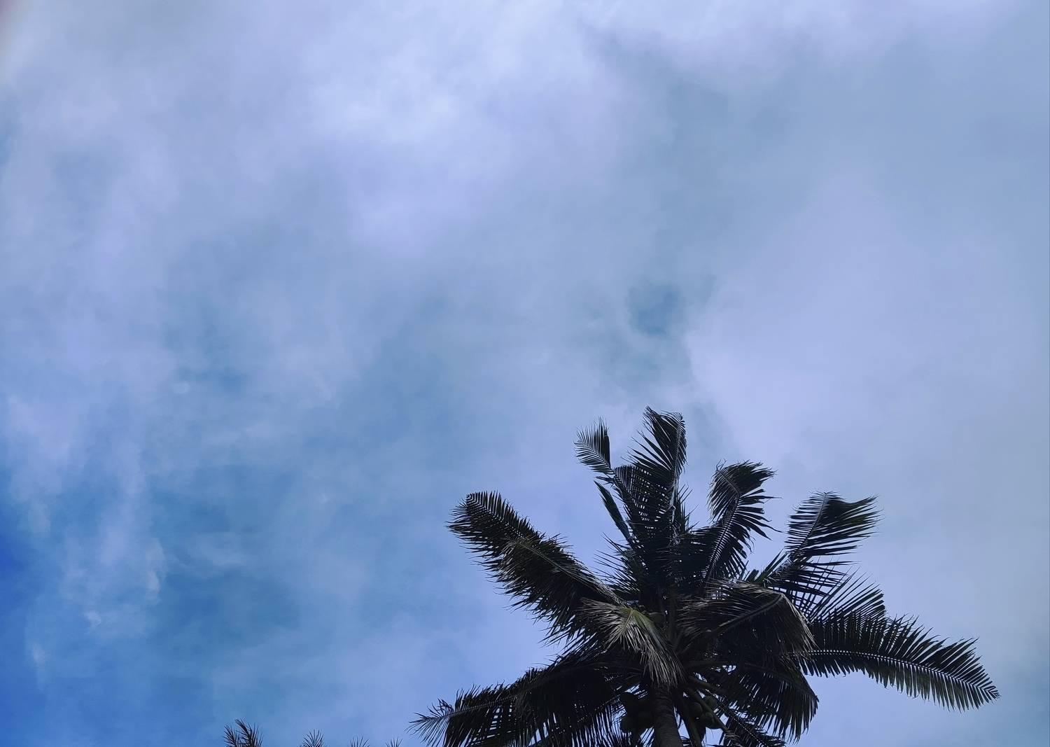 Photo #11442930
