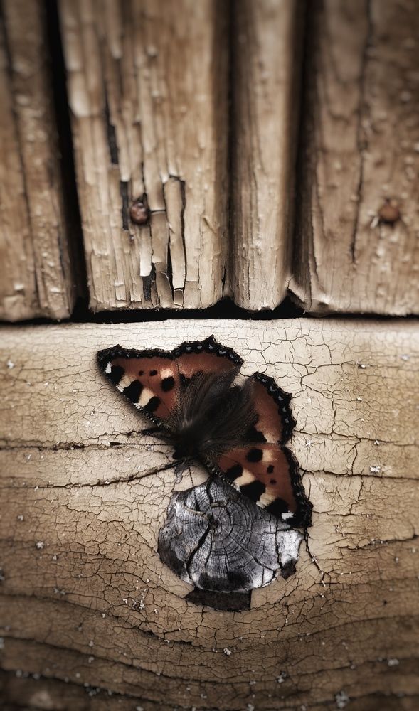 Photograph by Наталия Мельникова