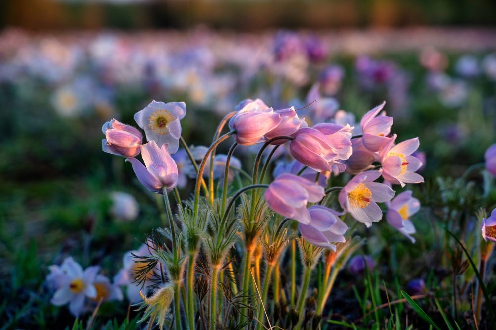 Сон трава в закатных лучах