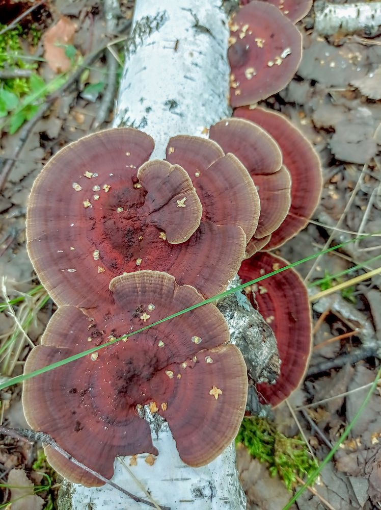 Photograph by Ирина Немкина