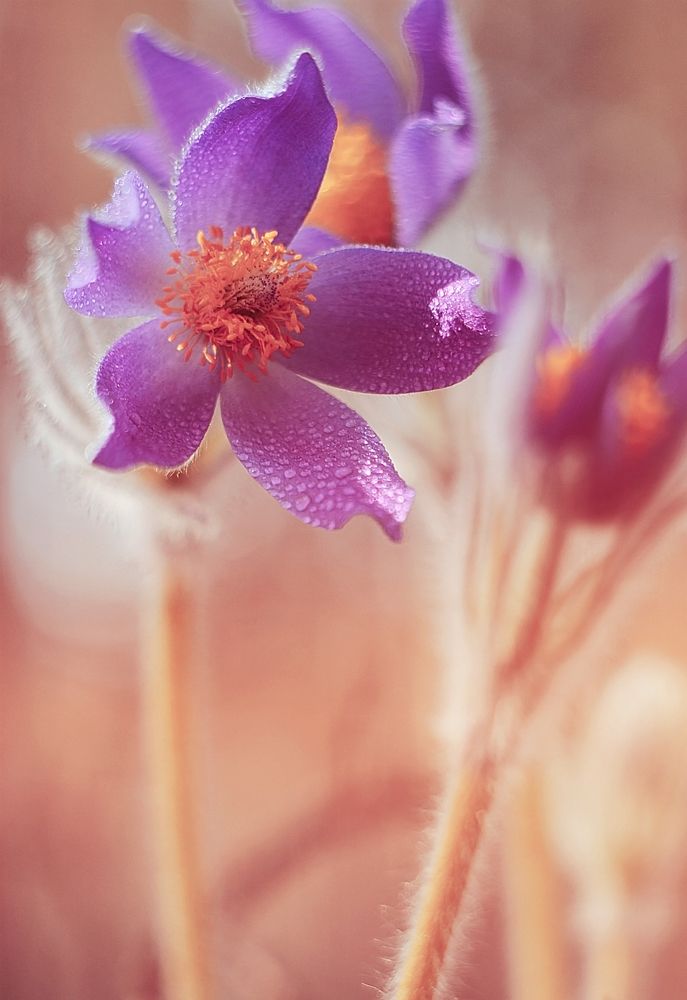 Photograph by Лапшина Владлена