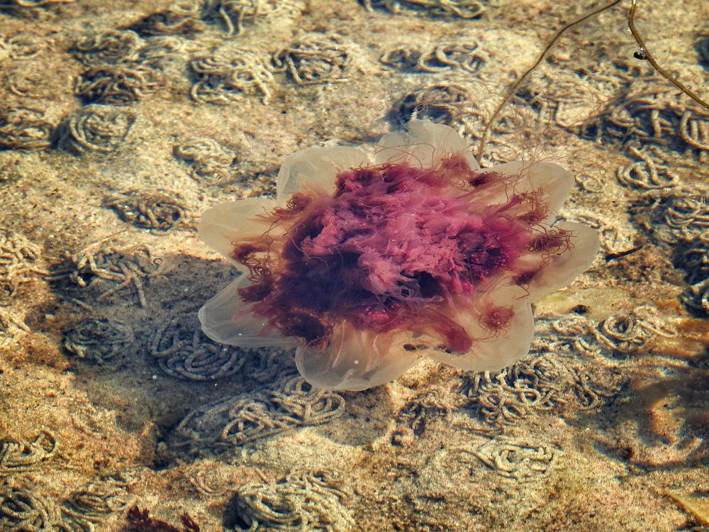 Photograph by Елена Старкова