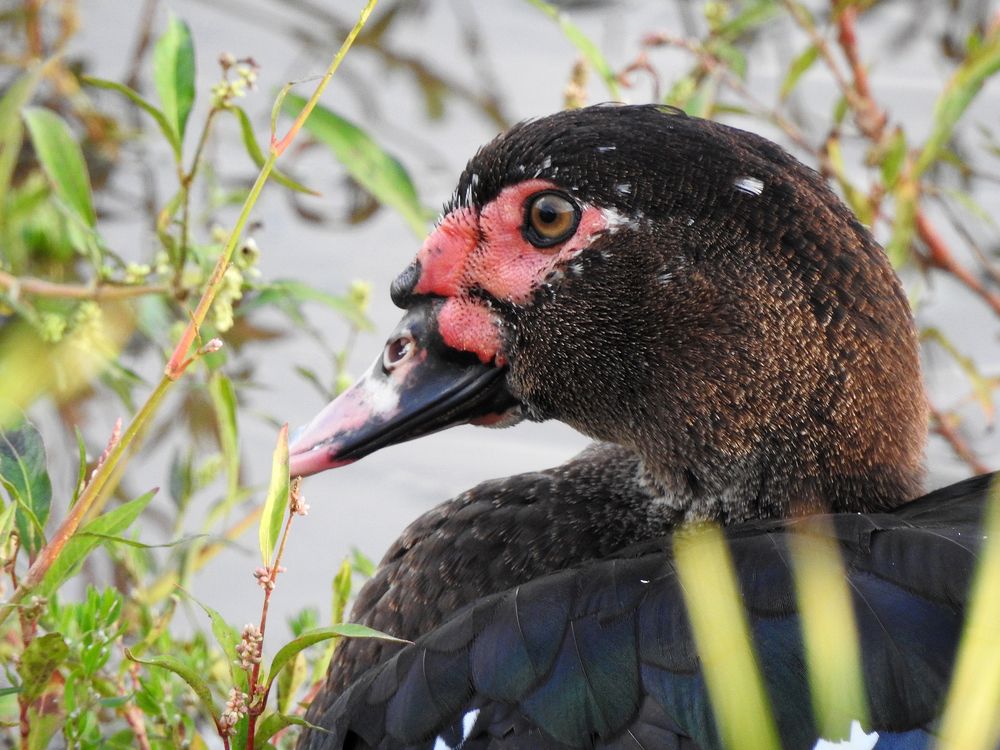 Photograph by Елена Старкова