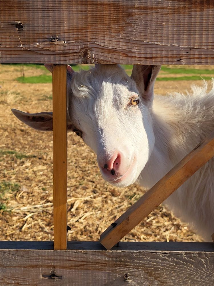 Photograph by Elizabeth Kabatskova