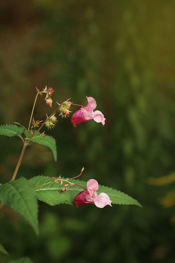 Photograph by Елена Федорова