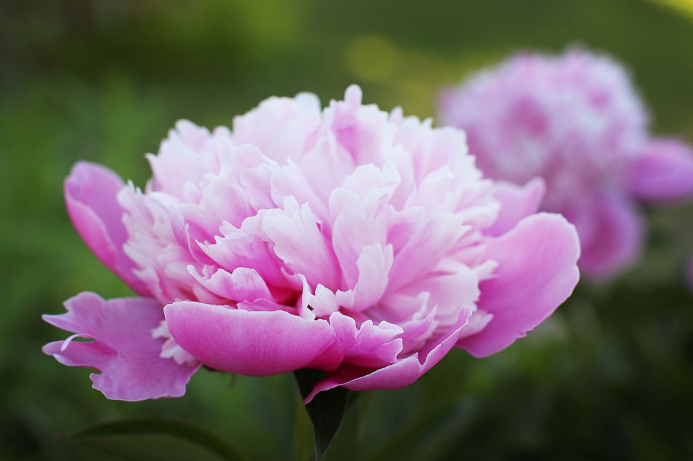 Photograph by Елена Федорова