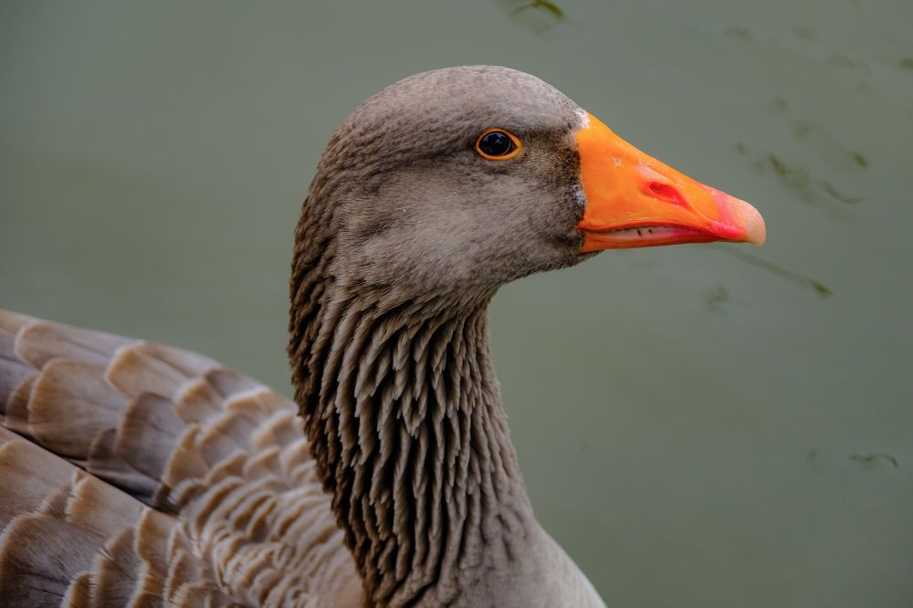 Photograph by Сергей Аверченко