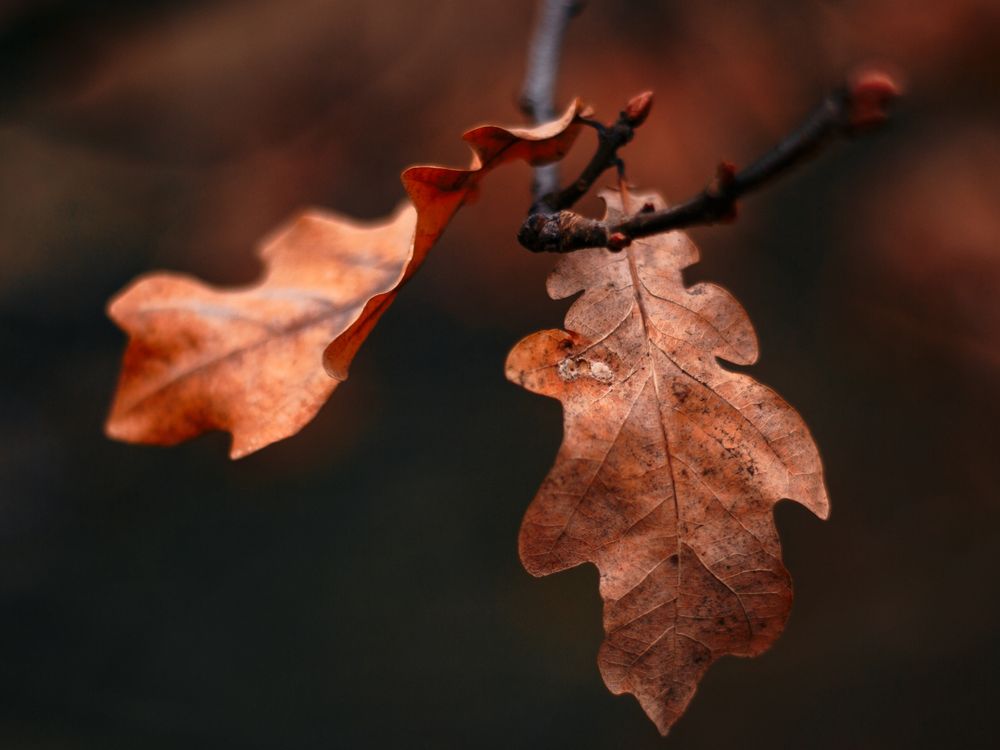 Фотография автора Елена Чиликина