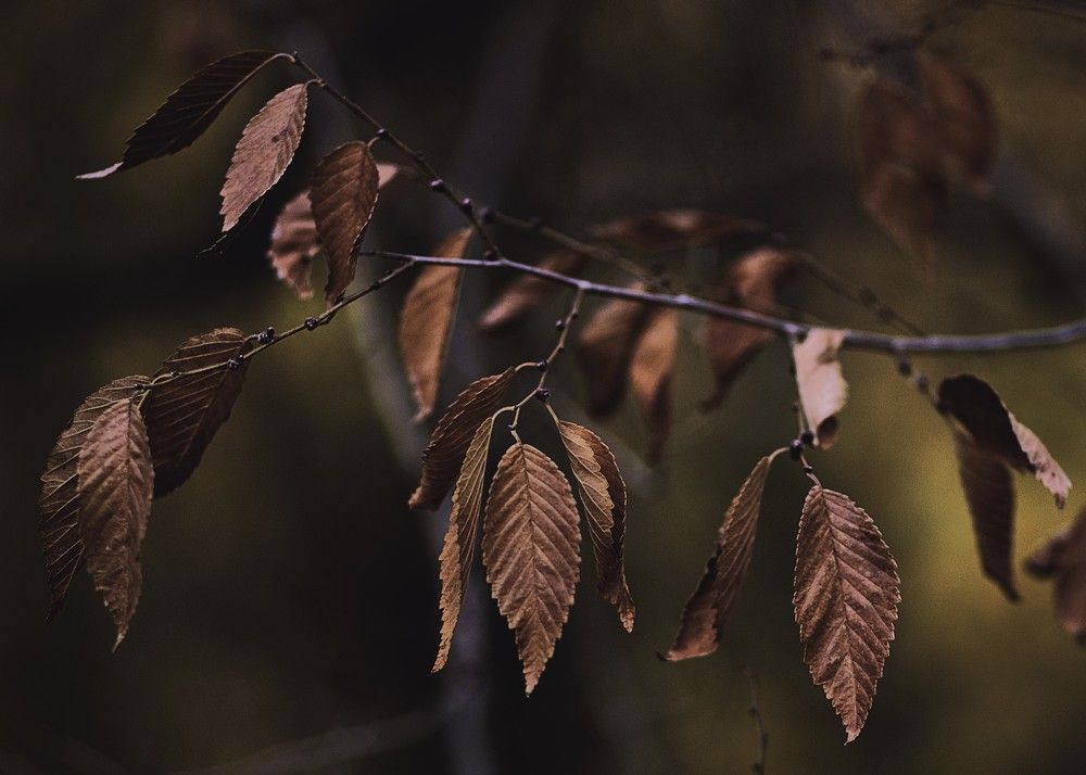 Фотография автора Елена Чиликина