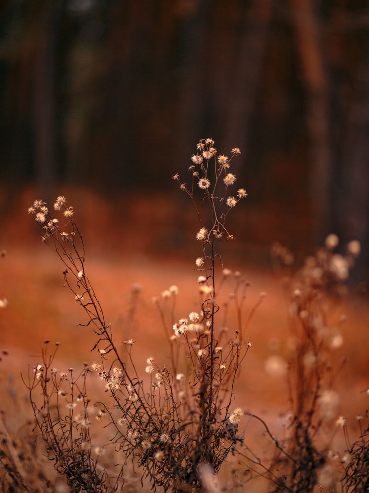 Фотография автора Елена Чиликина