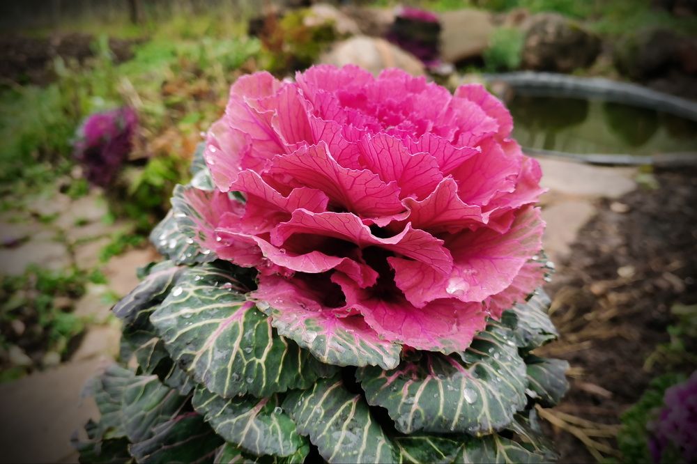 Фотография автора Анатолий Дауров