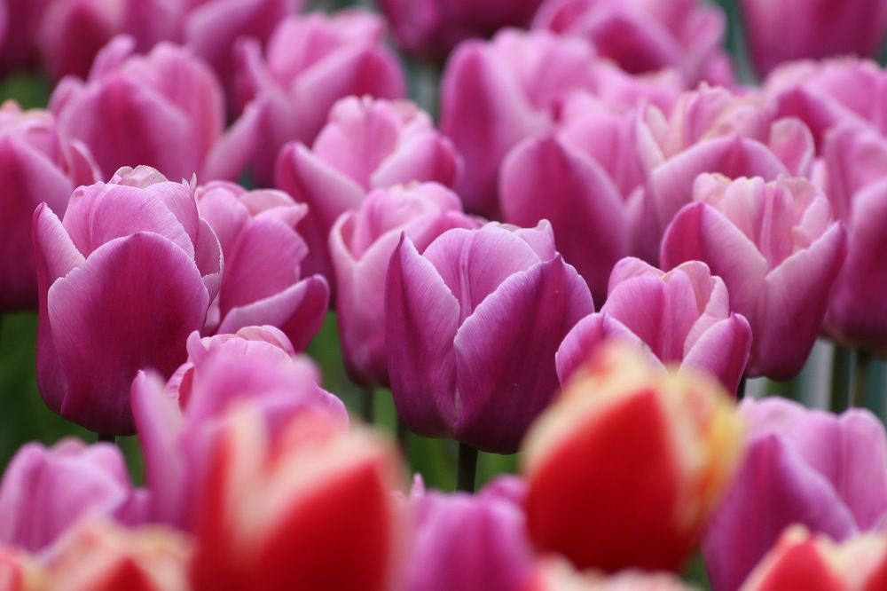 Фотография автора Анатолий Дауров