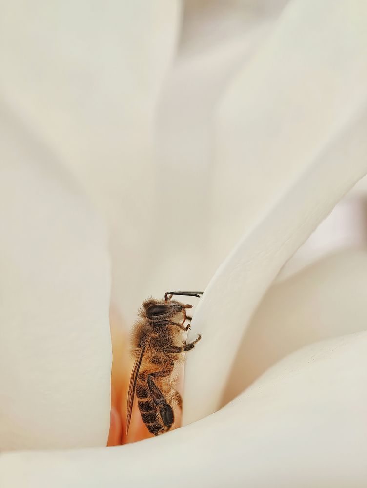 Photograph by Yuan Ji