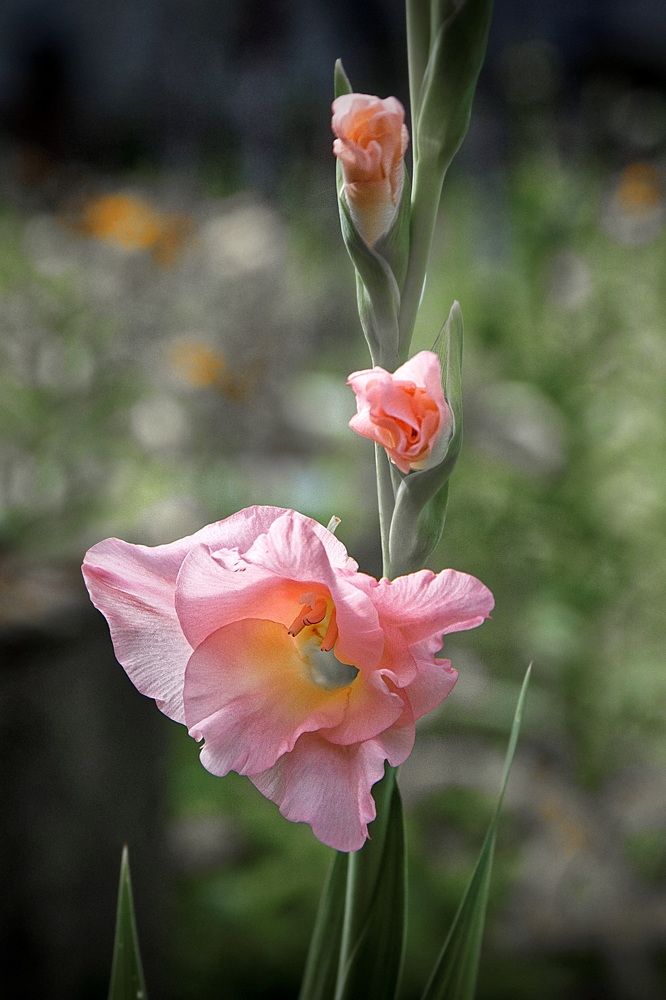 Фотография автора Анатолий Дауров