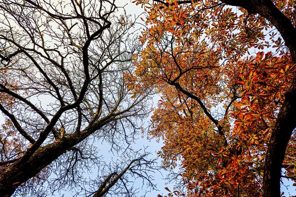 Photograph by Zdenko