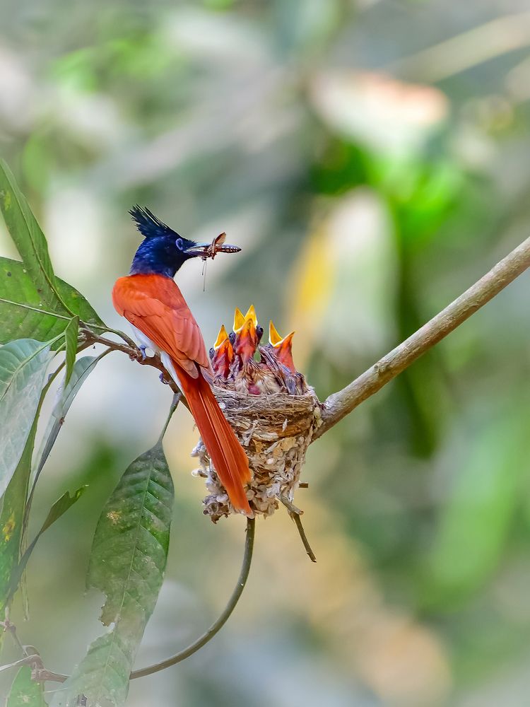 Photograph by Irene Chattopadhyay