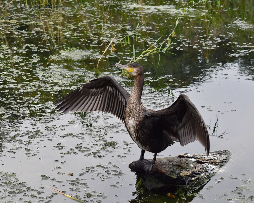 Про баклана