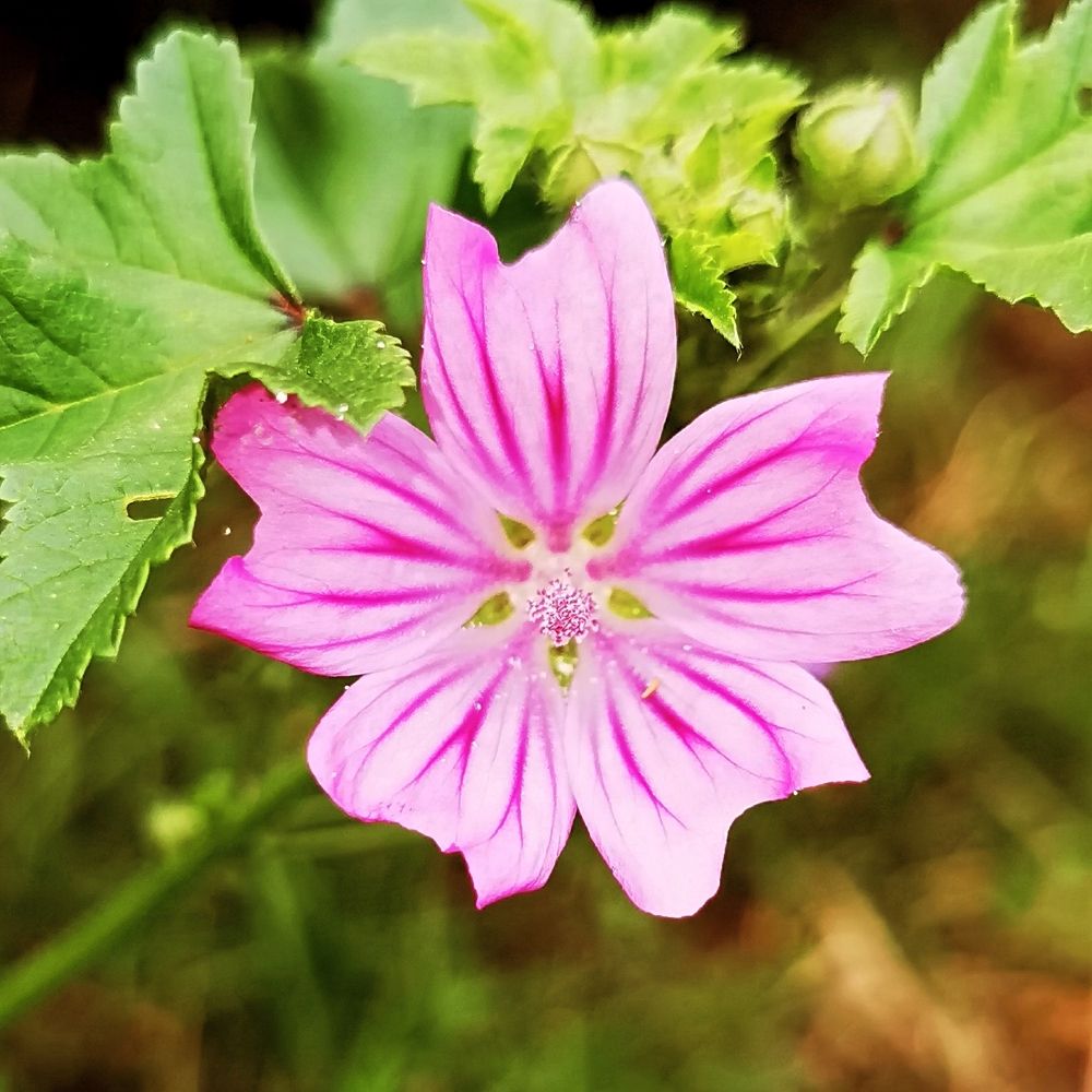 Photograph by Nikolett Mengyi