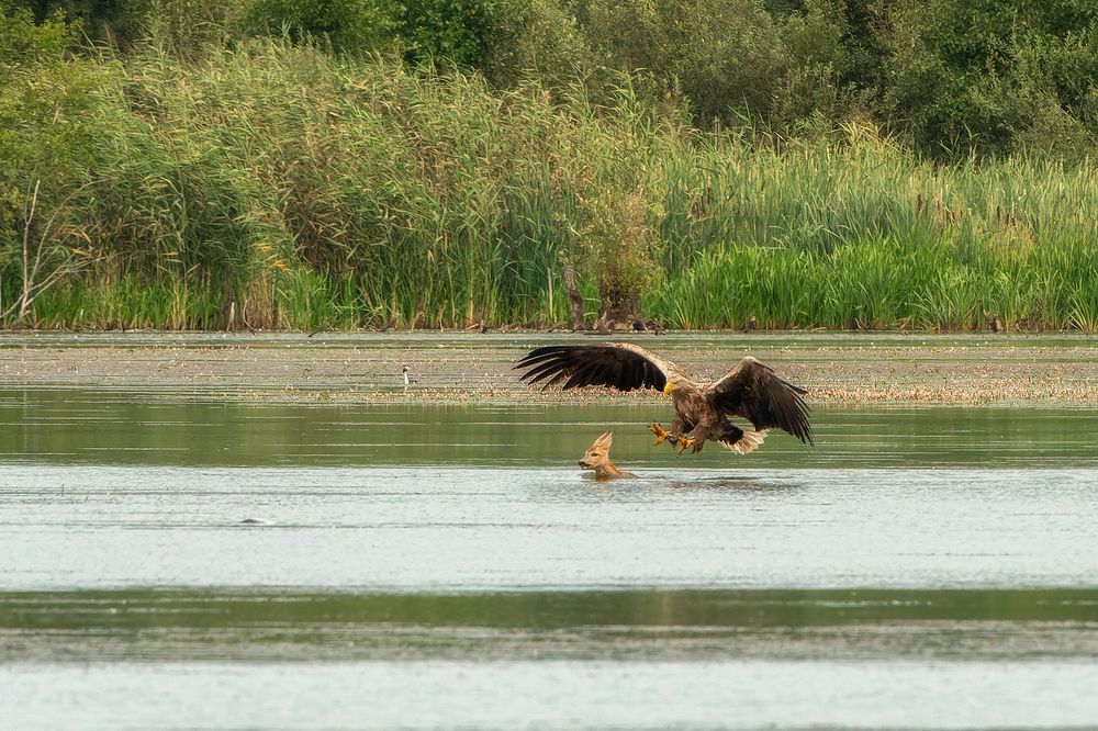 Случай на озере.