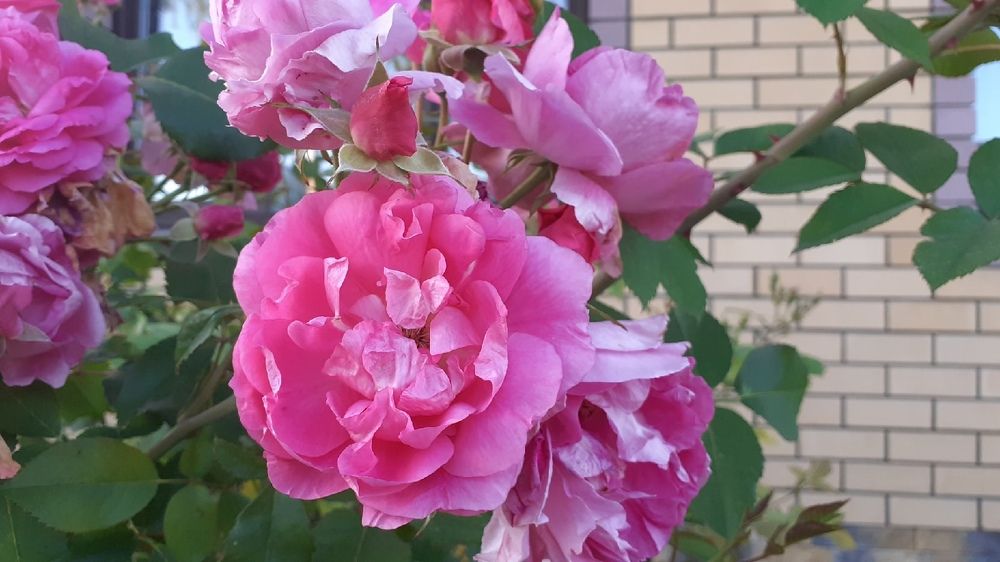 Photograph by Елена Лещева