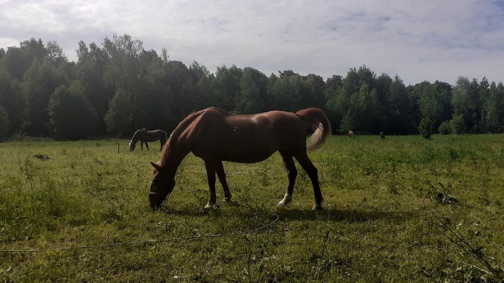 Photograph by Елена Лещева