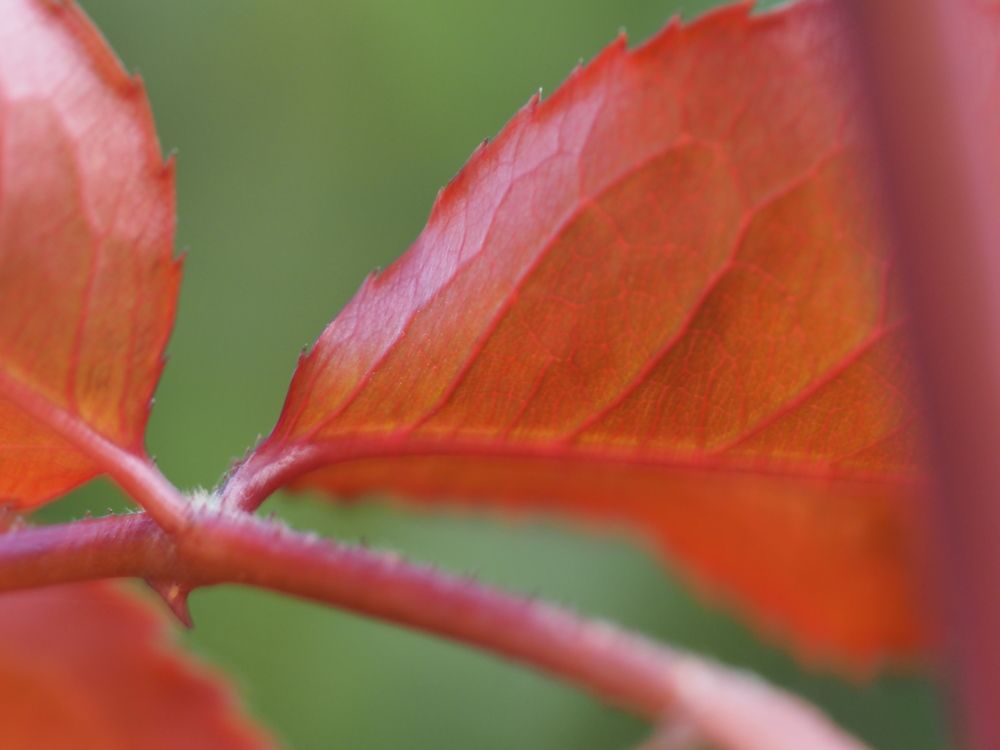 Photograph by Сергей Борисов