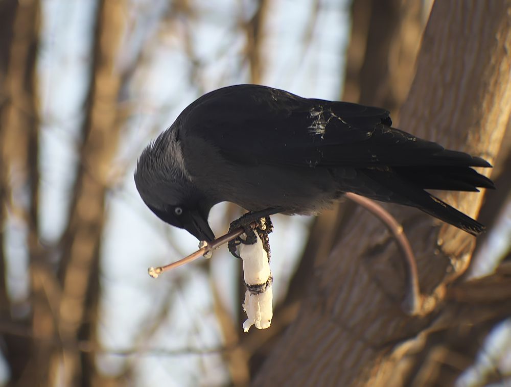 Фотография автора Анатолий Пищулин