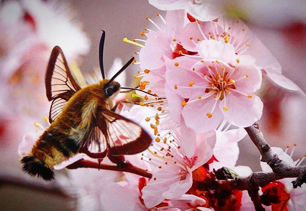 Завтрак Бражника.