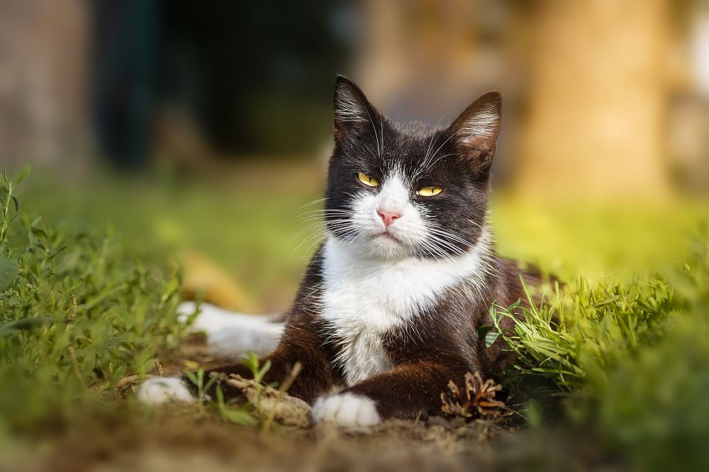 Фотография автора Корнеев Алексей
