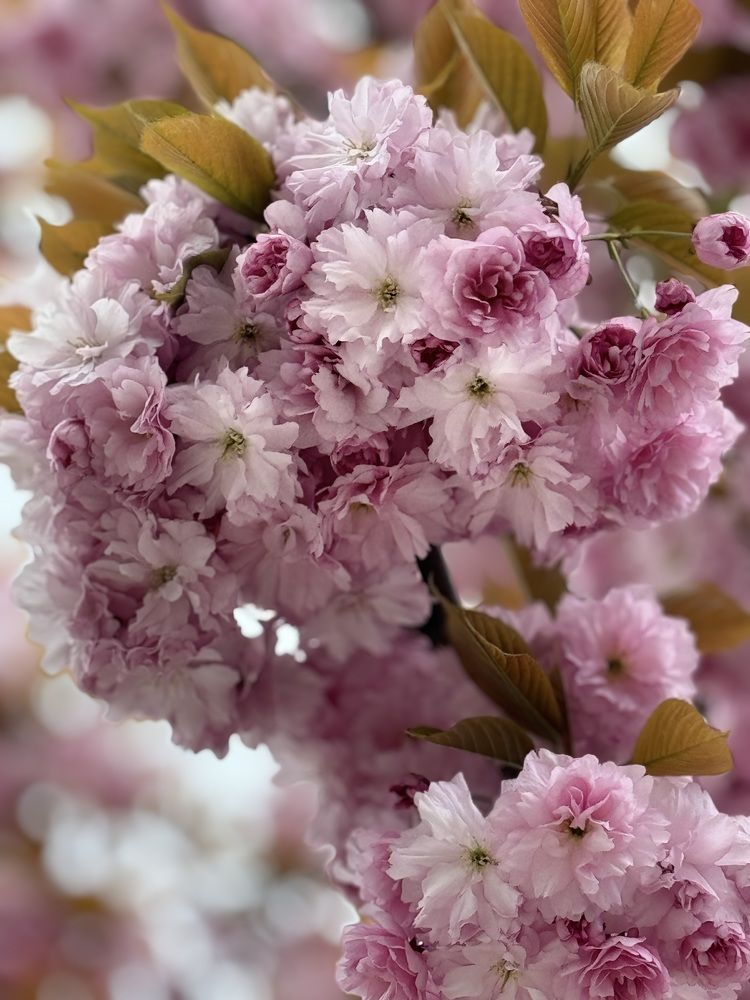 Photograph by Zhanna Kolesnikova