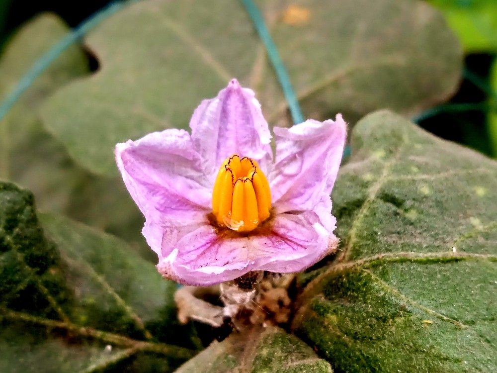 Photograph by Mohammed Rifatul Alam Siam