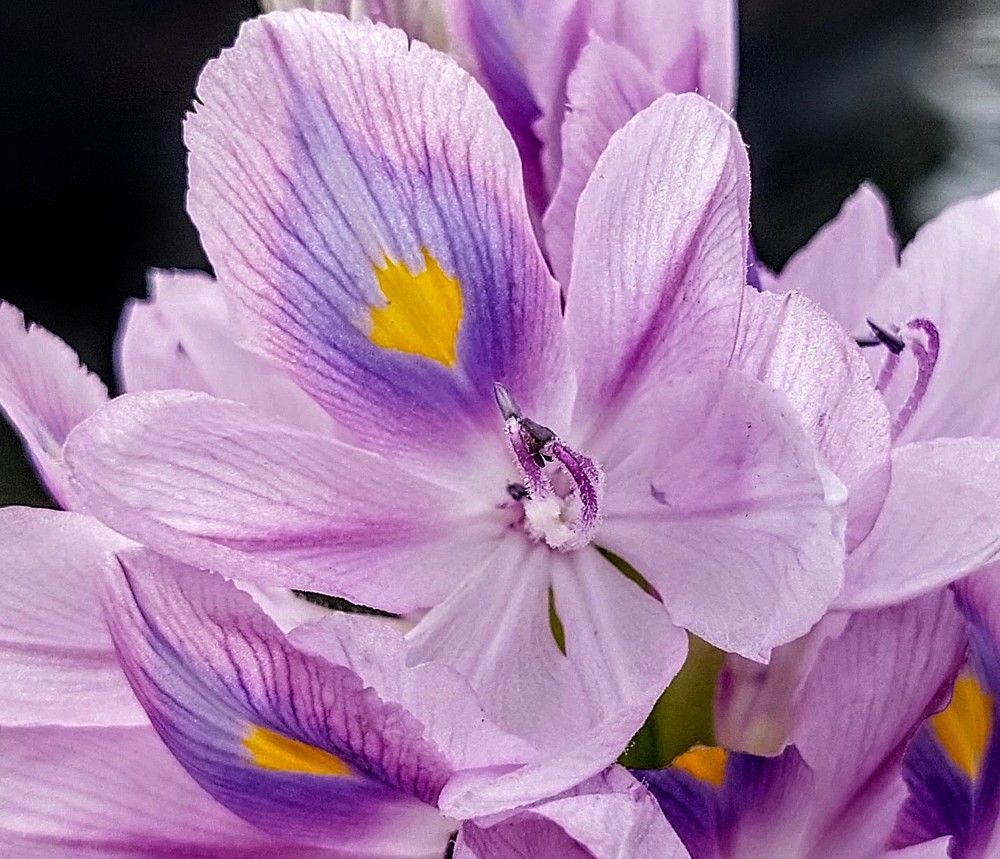 Photograph by Mohammed Rifatul Alam Siam