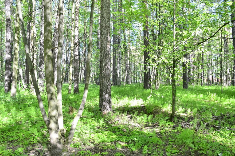 Фотография автора Алексей Власов