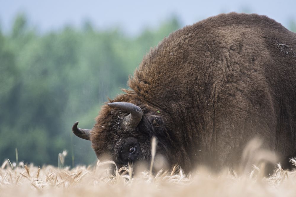 Я тебя вижу.