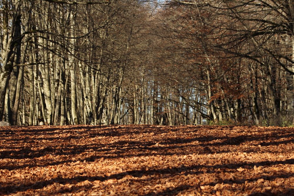 Фотография автора Mariami Sanishvili