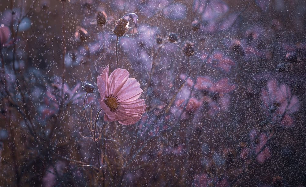 Photograph by Алена Полетаева