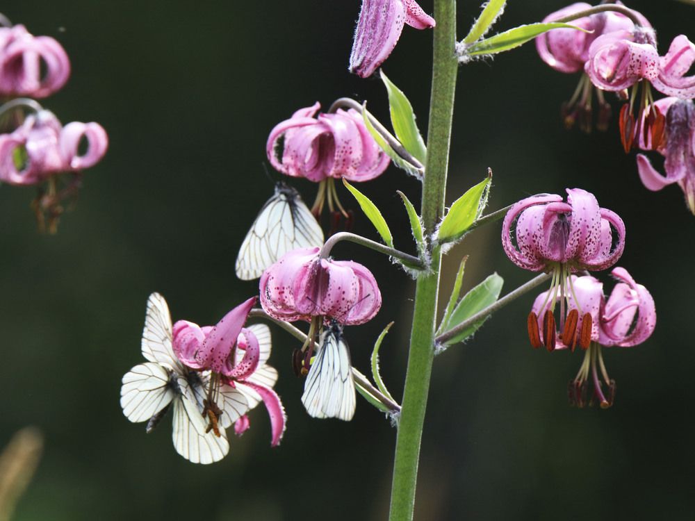 Photograph by Валентина Лопаткина