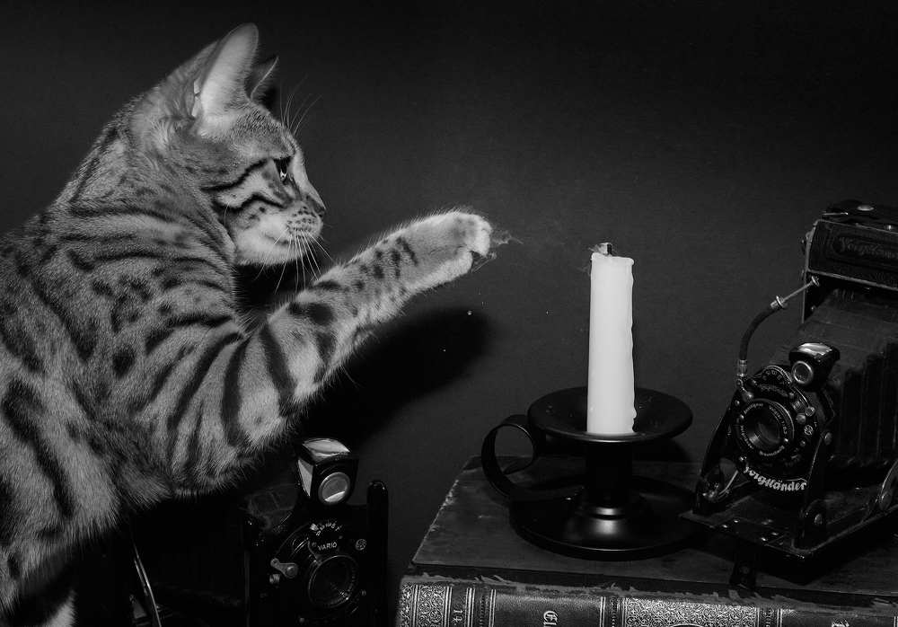 Фотография автора Ekaterina Palant