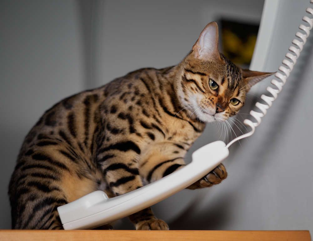 Фотография автора Ekaterina Palant