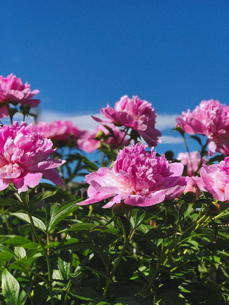 Photograph by Анастасия Короленко