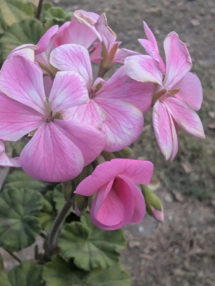 Photograph by Ishaq Karim